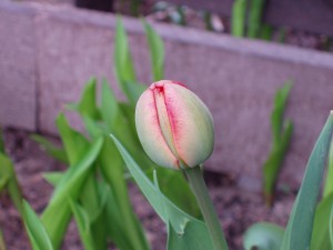 P5022933