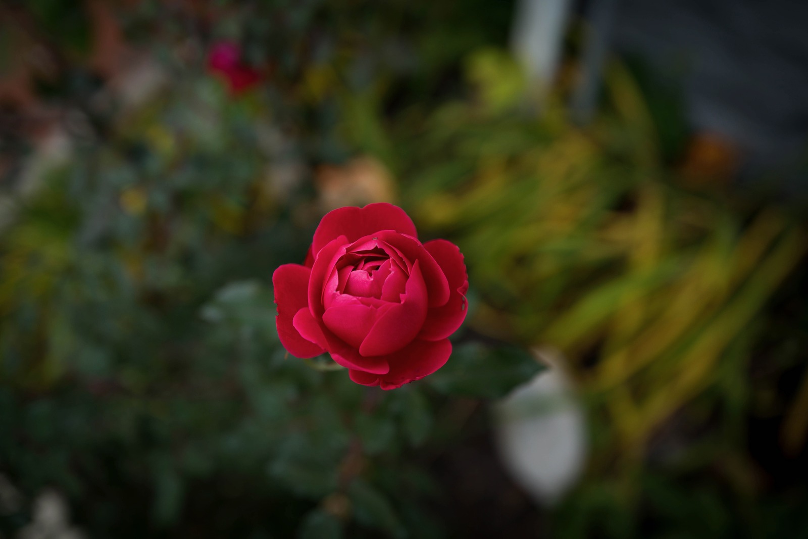 Blushing Bloom