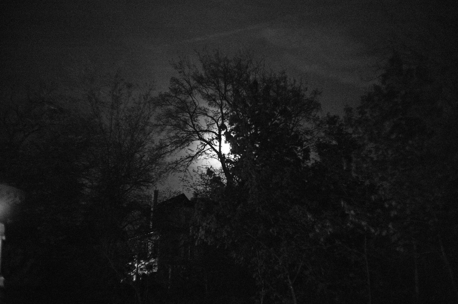 Moonlit Shadows