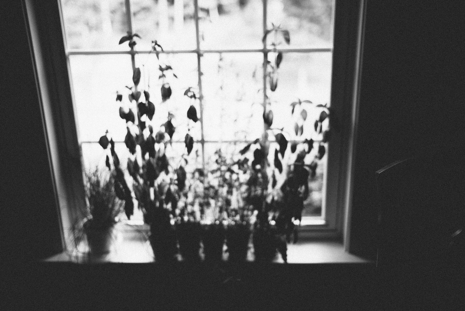 Whispers of Nature