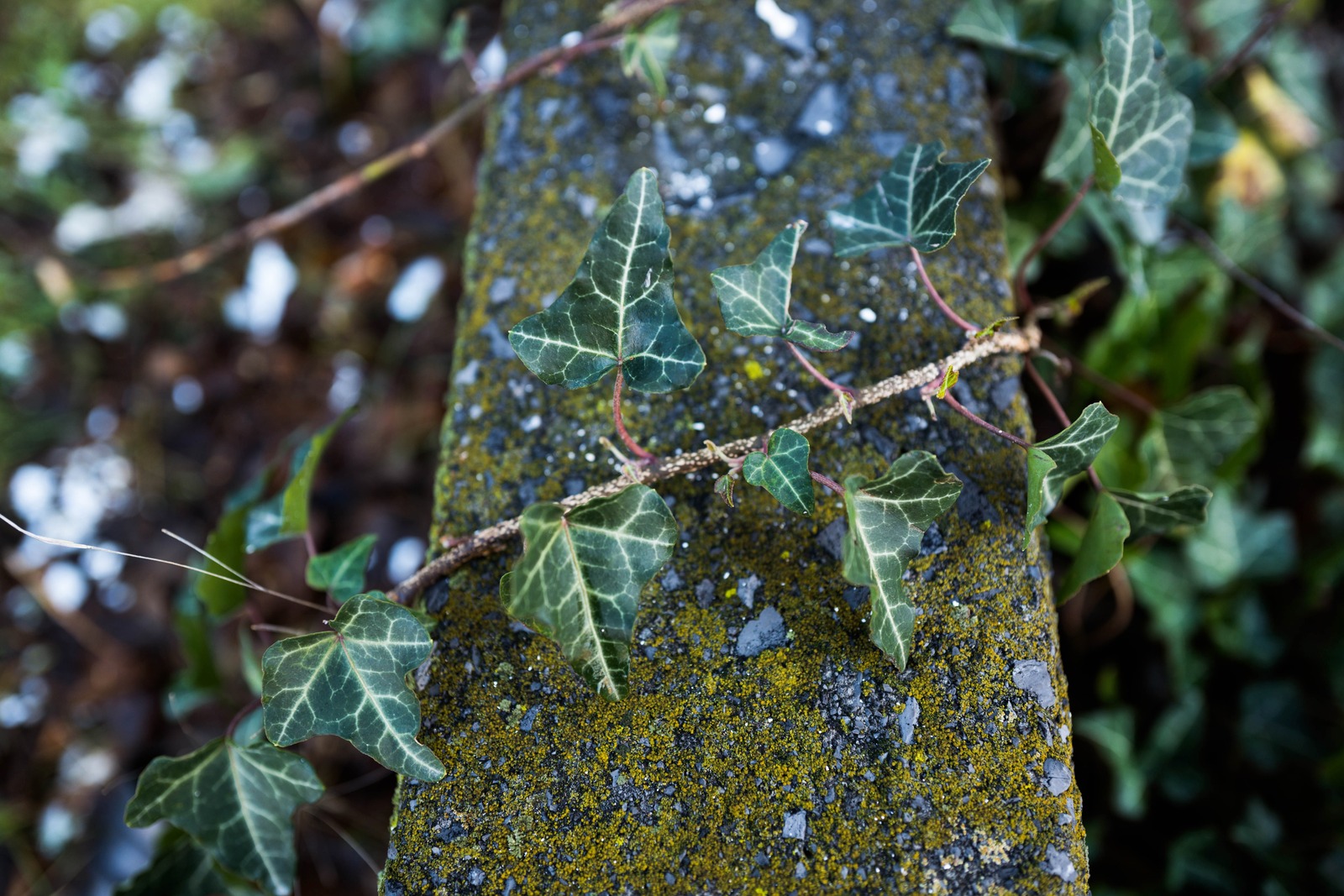 Nature's Resilience