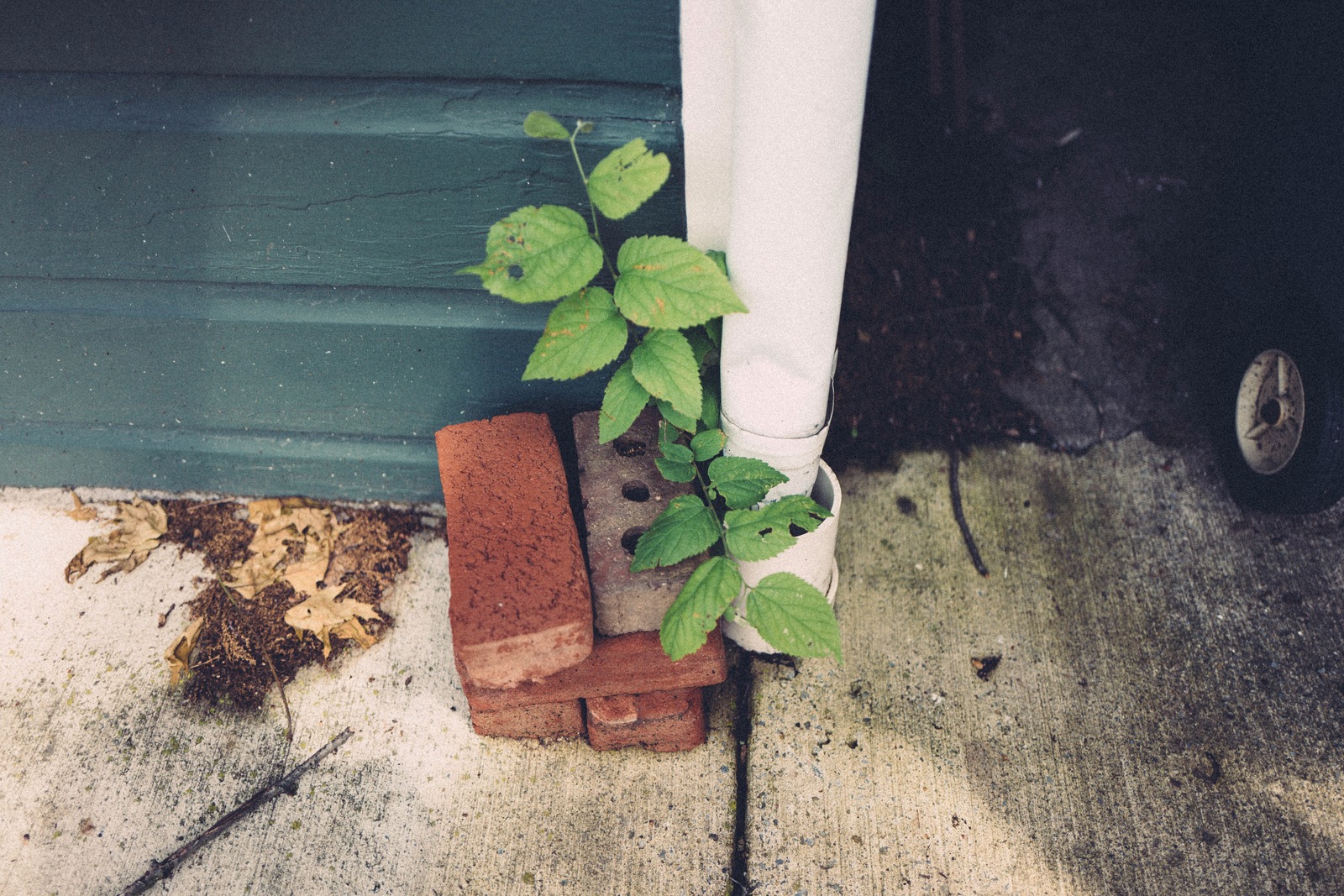 Nature's Resilience