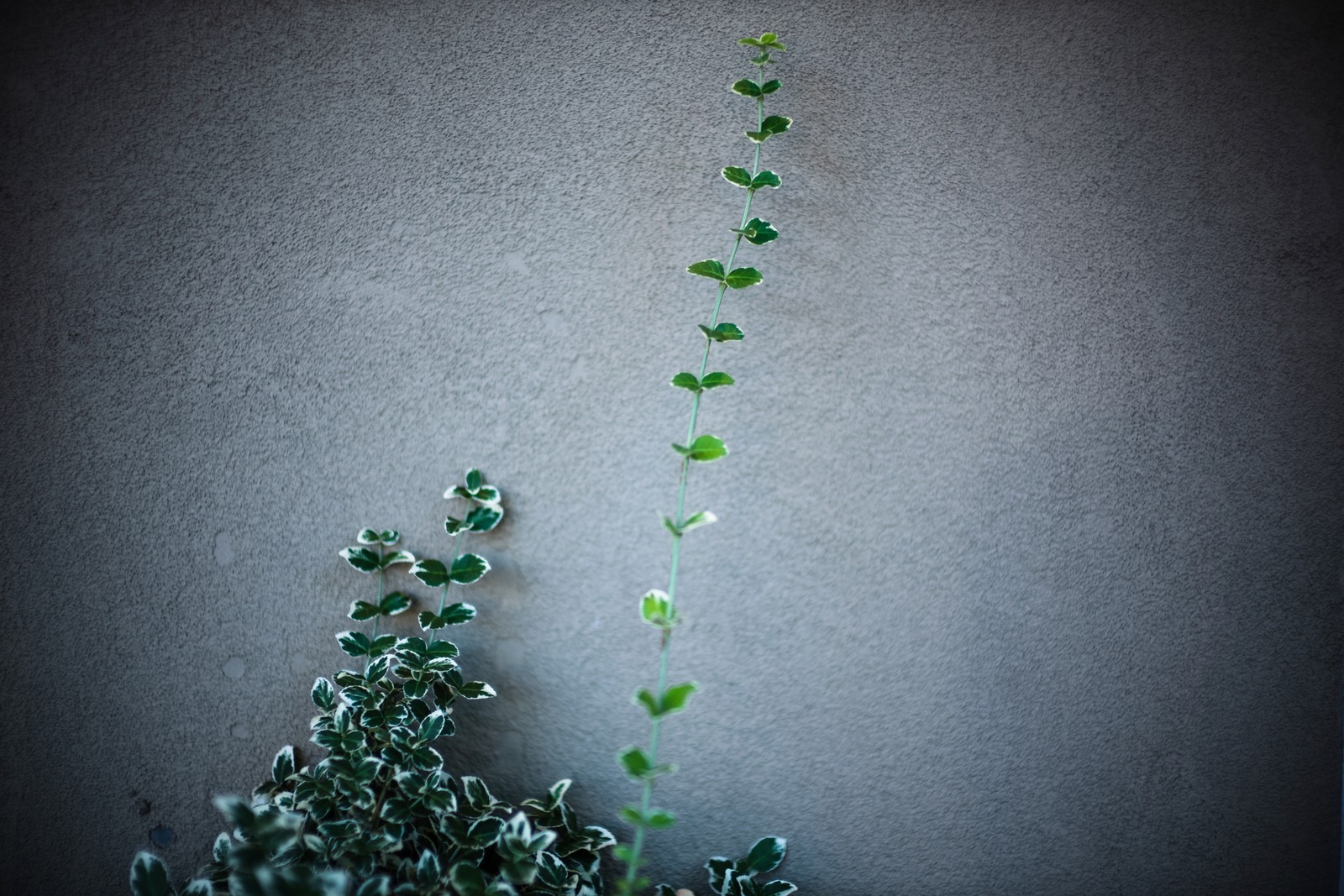 Resilient Greenery