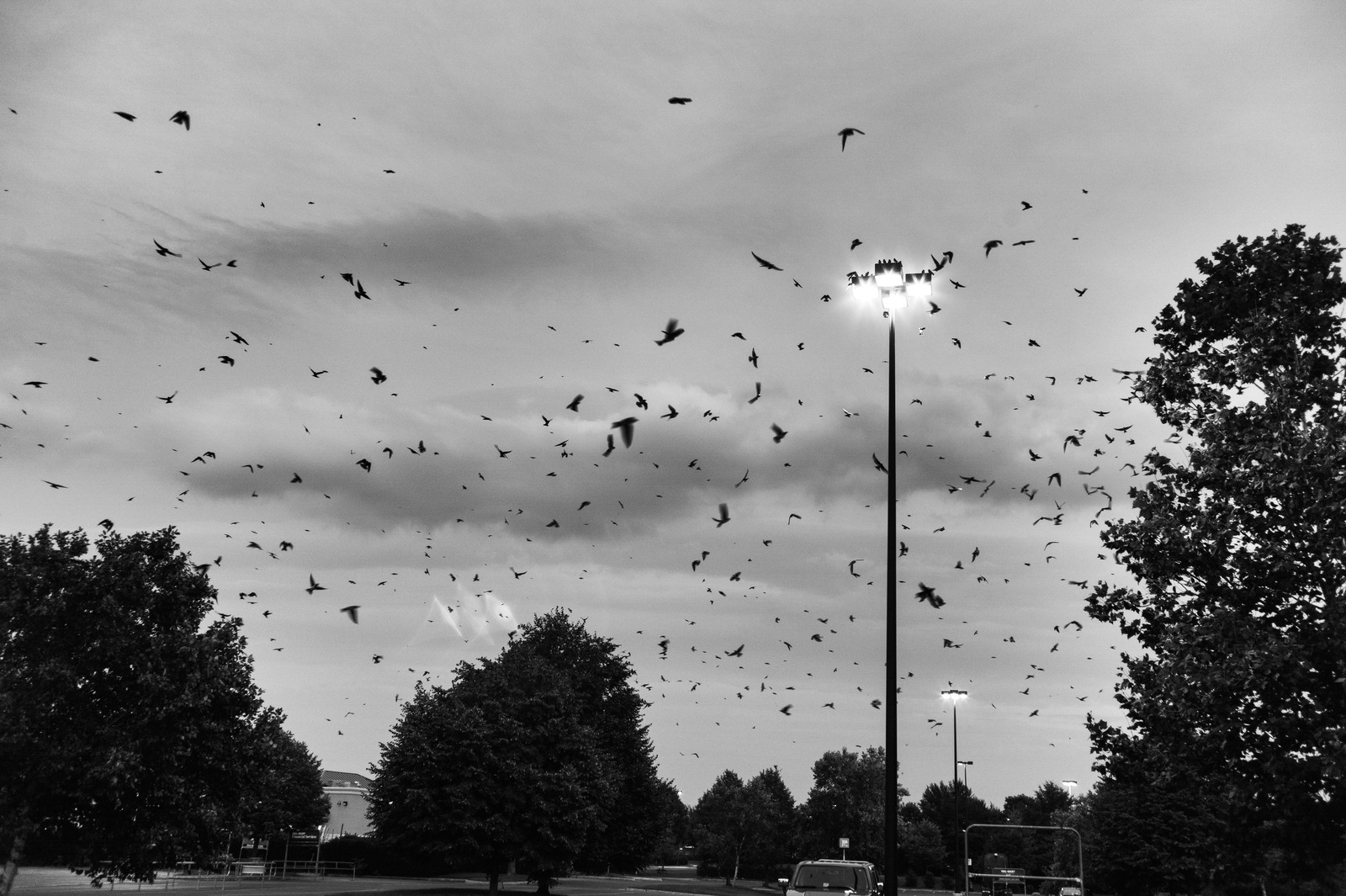 Evening Murmuration