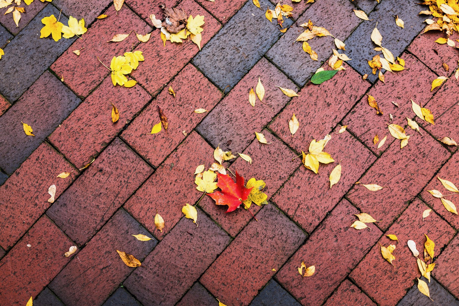 Autumn's Tapestry