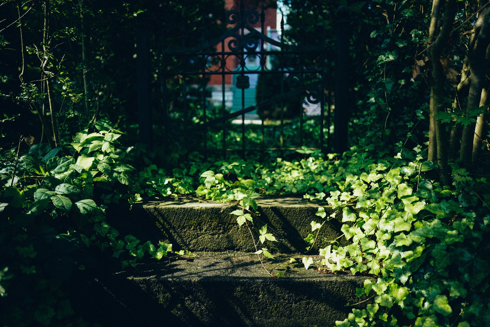 Enchanted Pathway