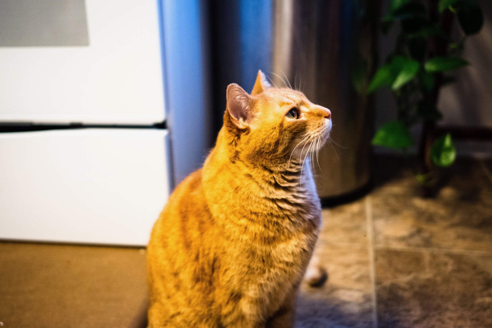 Curious Companion