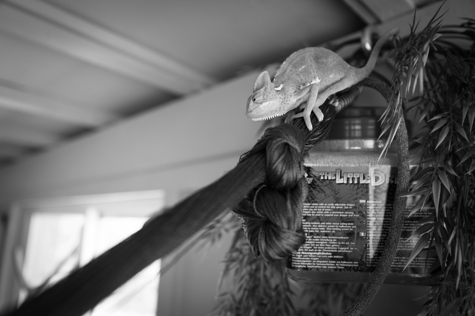 Chameleon in Shadow