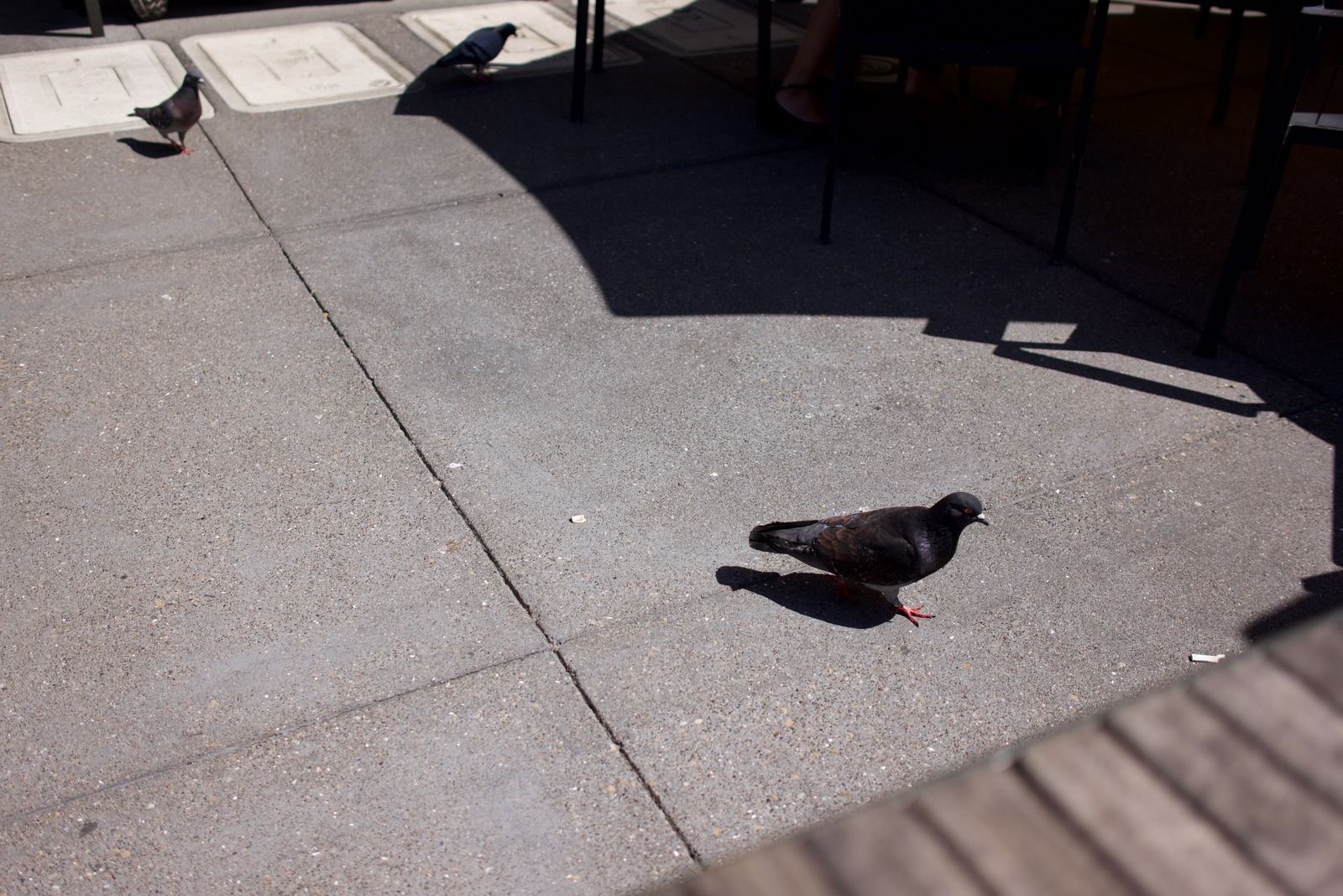 Urban Pigeon Moment