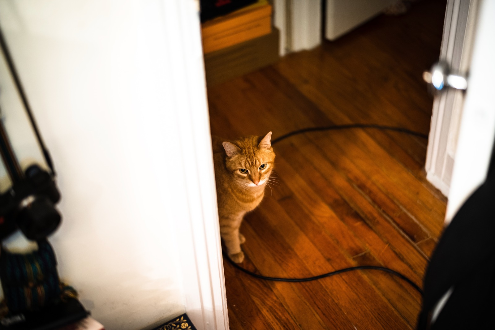 Curious Feline Gaze
