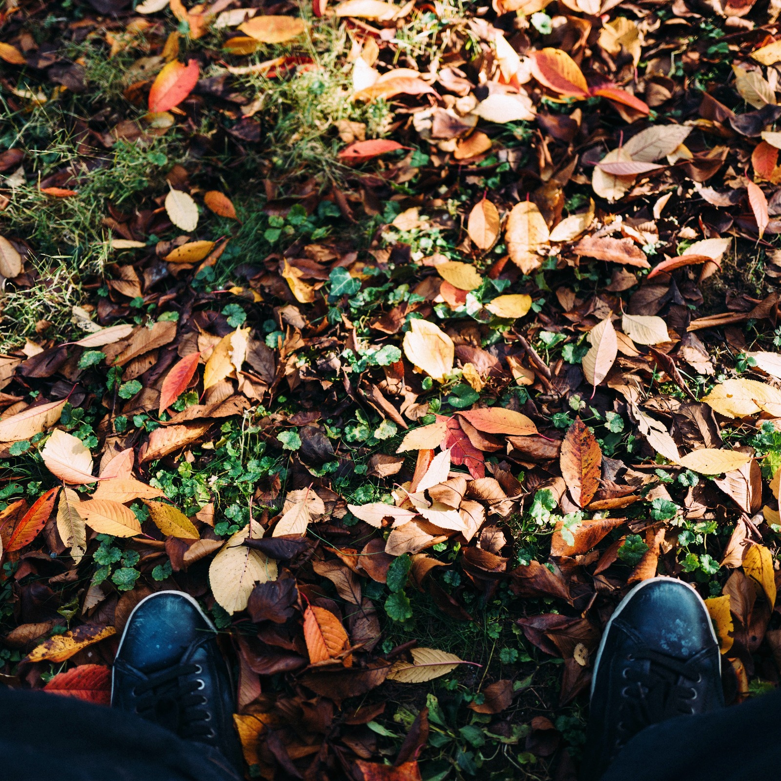 Autumn's Embrace