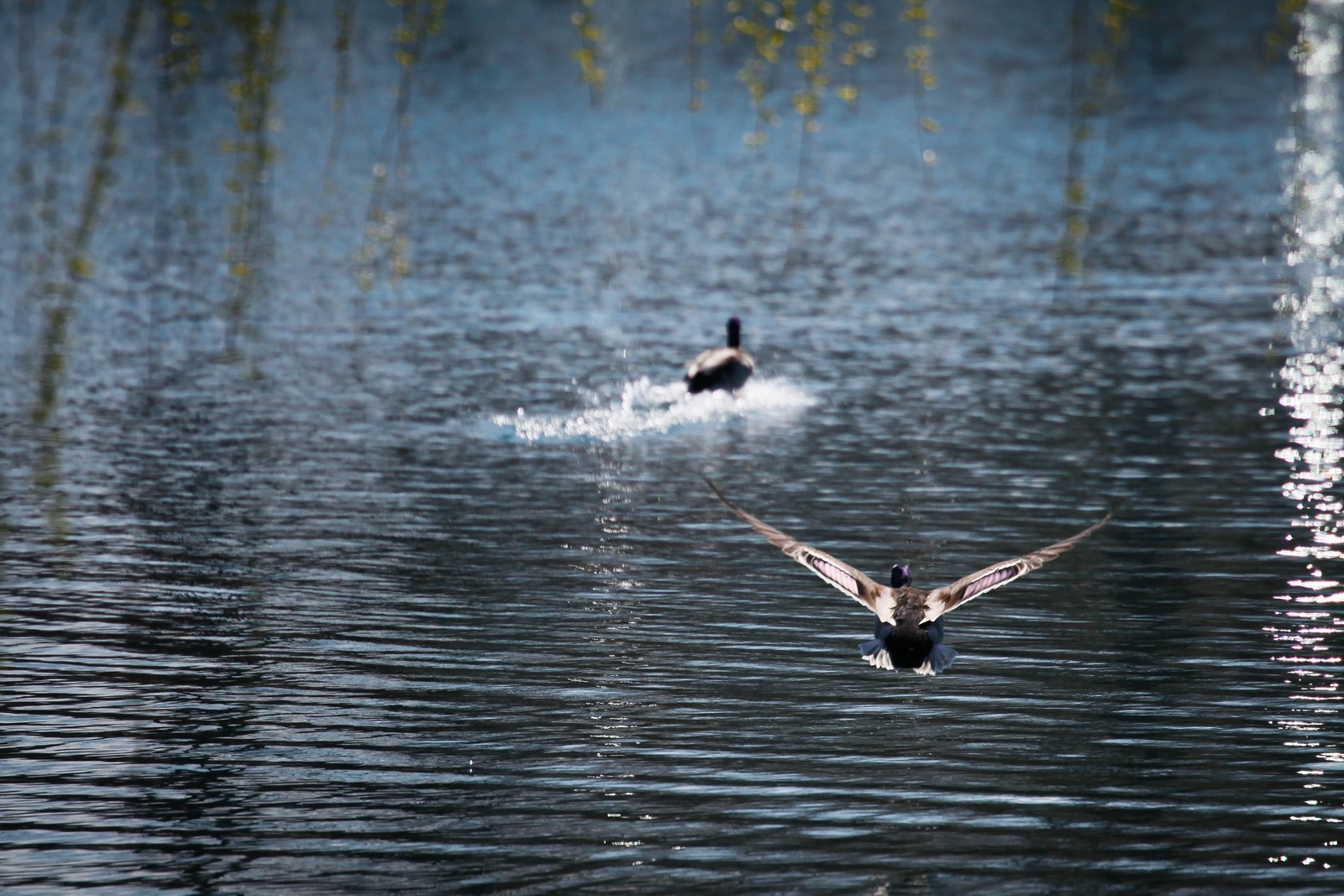 Ducks in Harmony