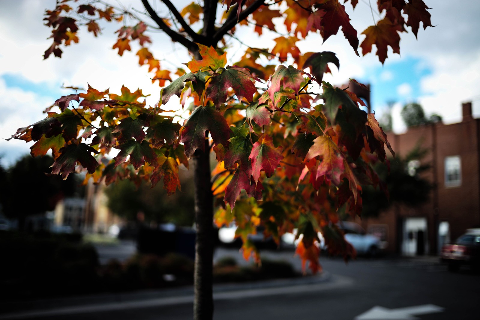 Autumn's Embrace