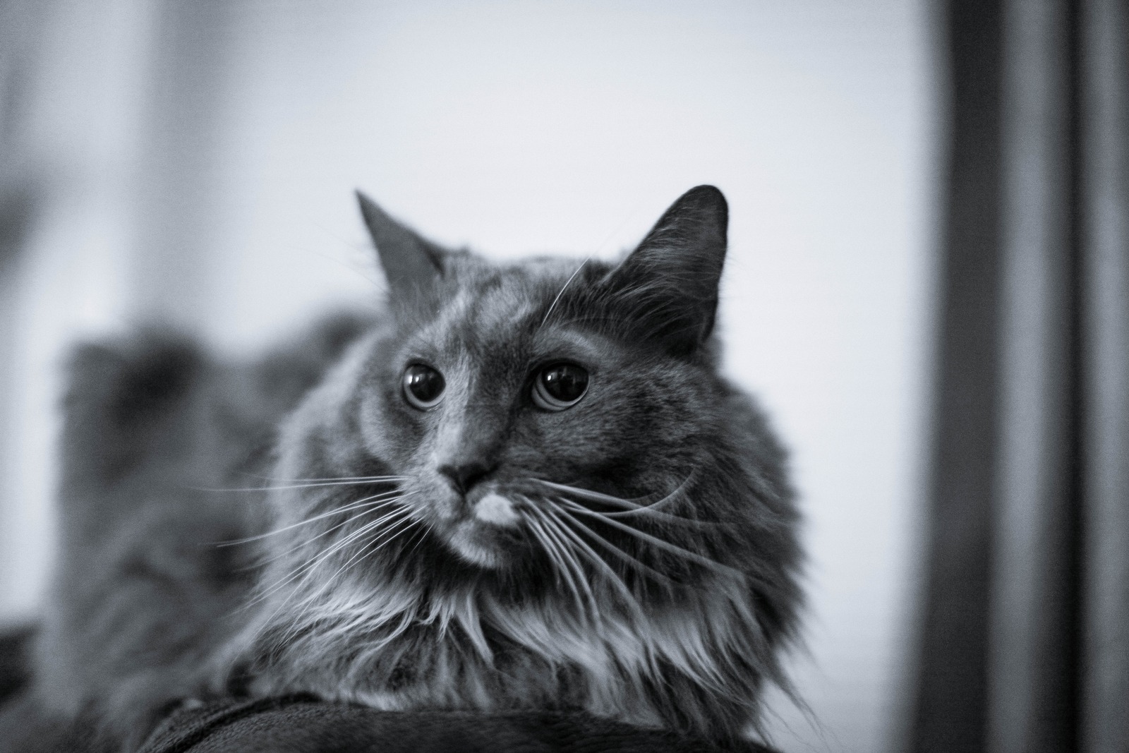 Whiskers in Shadows