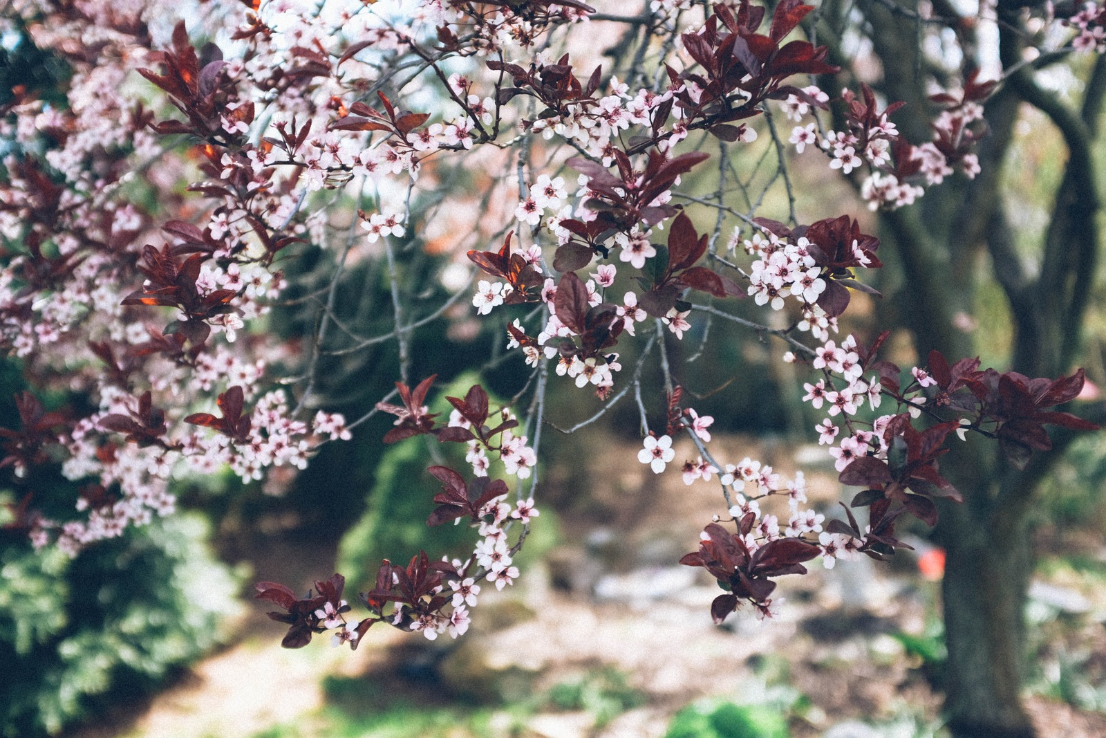 Whispers of Spring
