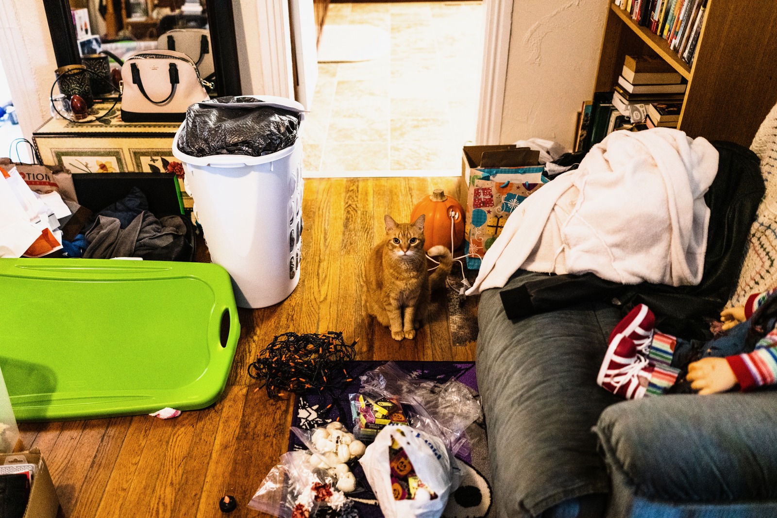 A Cat Amidst Chaos