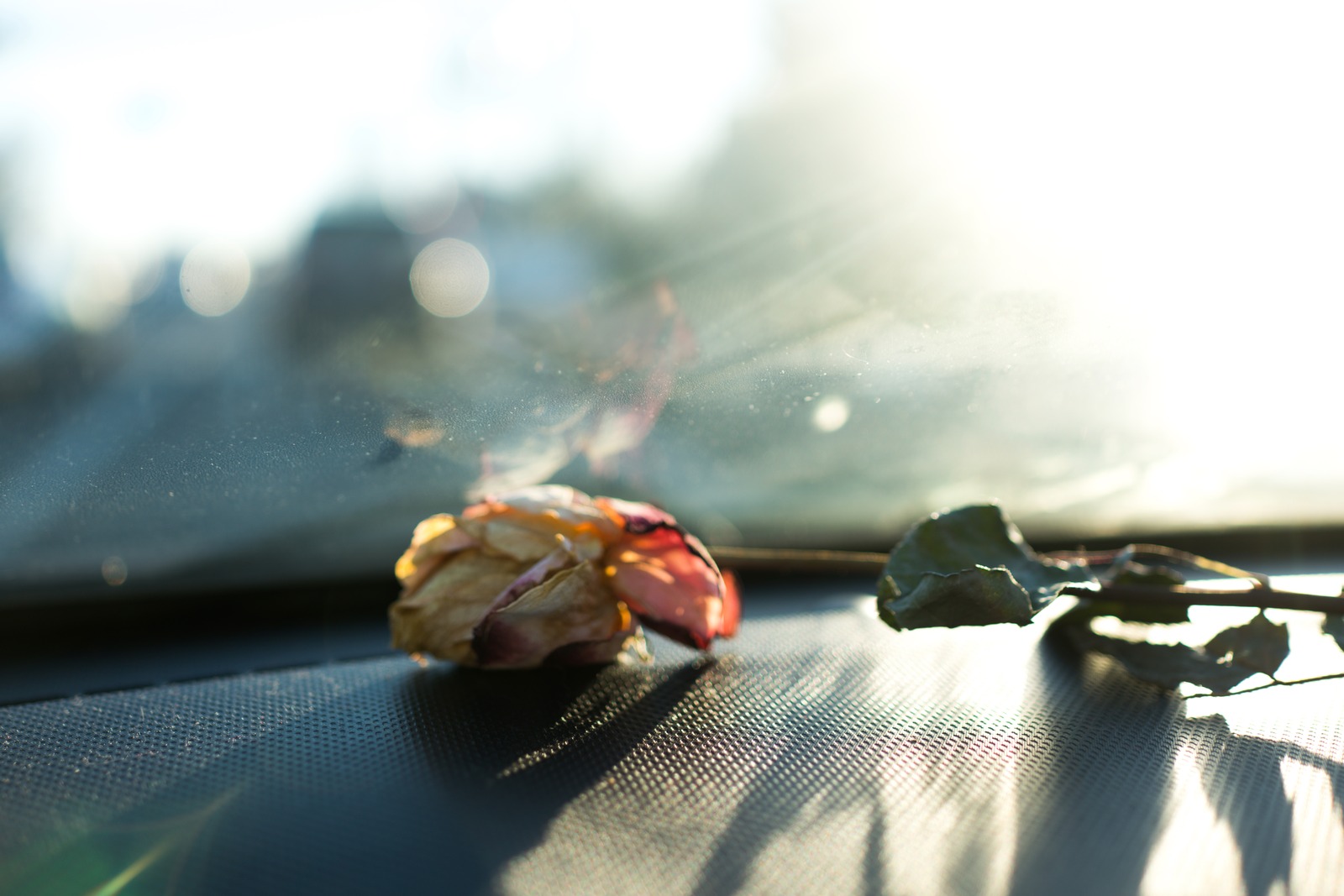 Fleeting Beauty