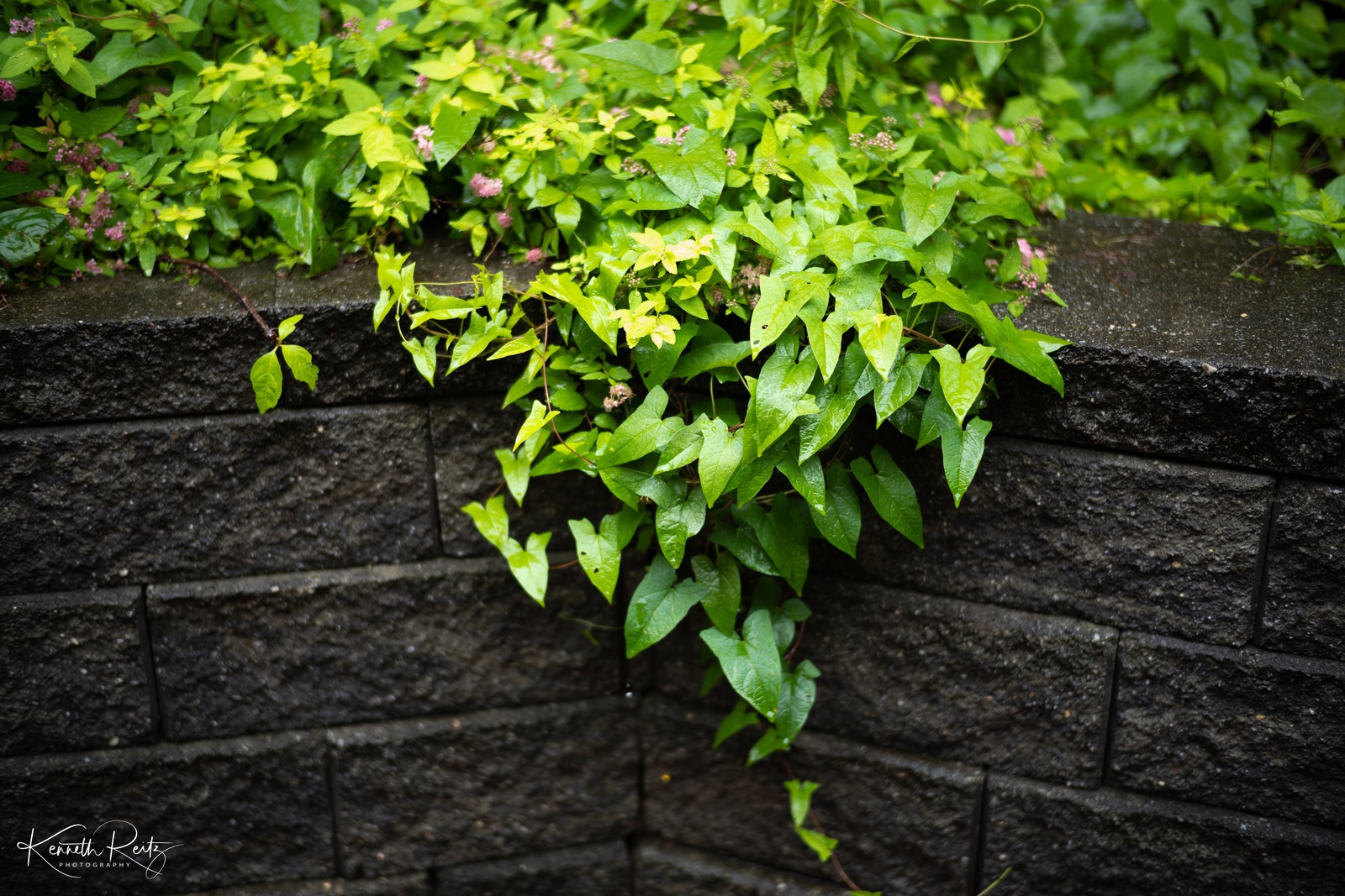 Lush Green Corner