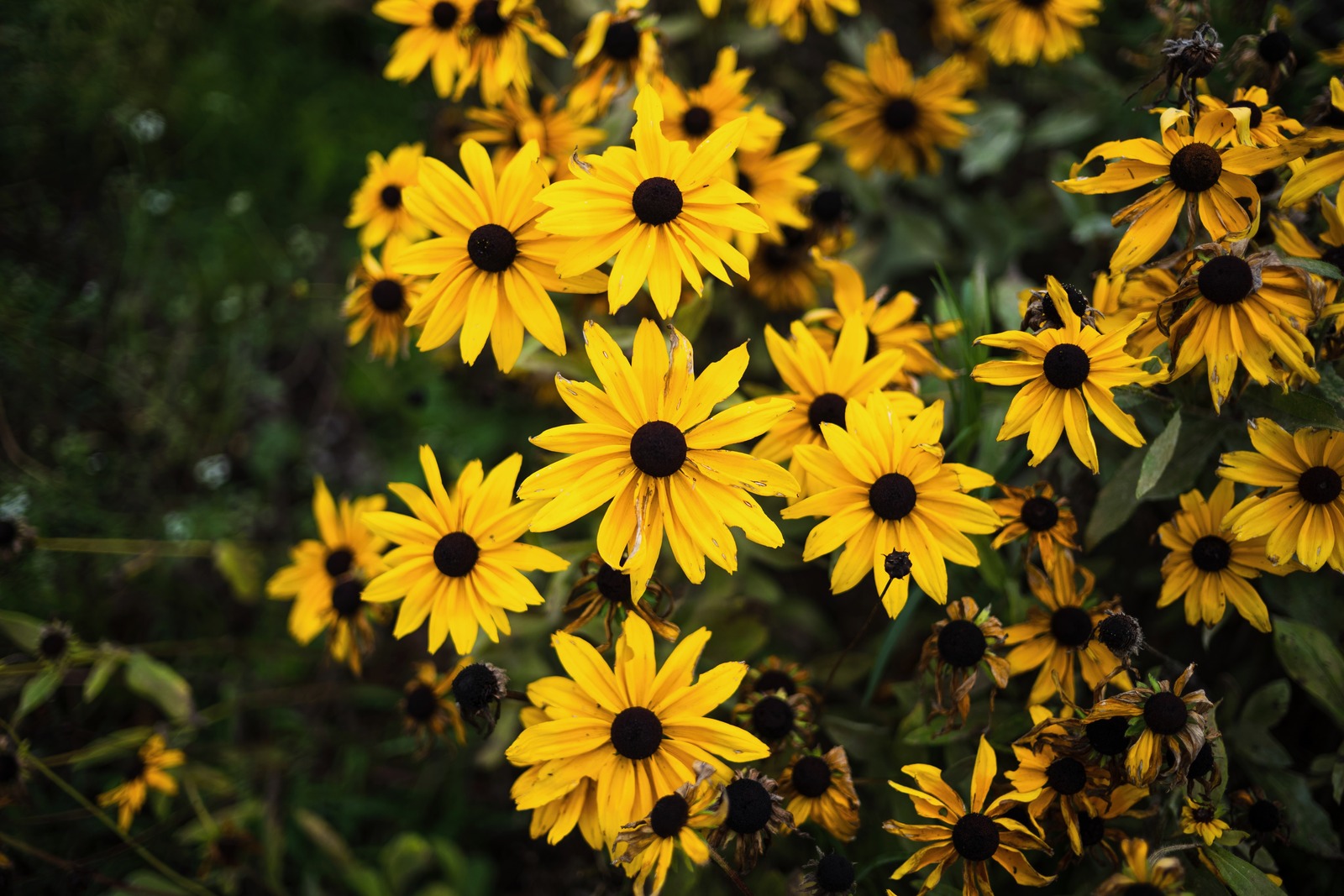 A Burst of Sunshine