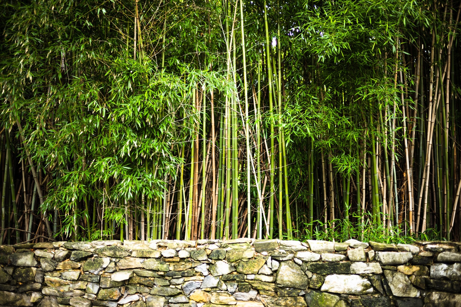 Serenity in Green