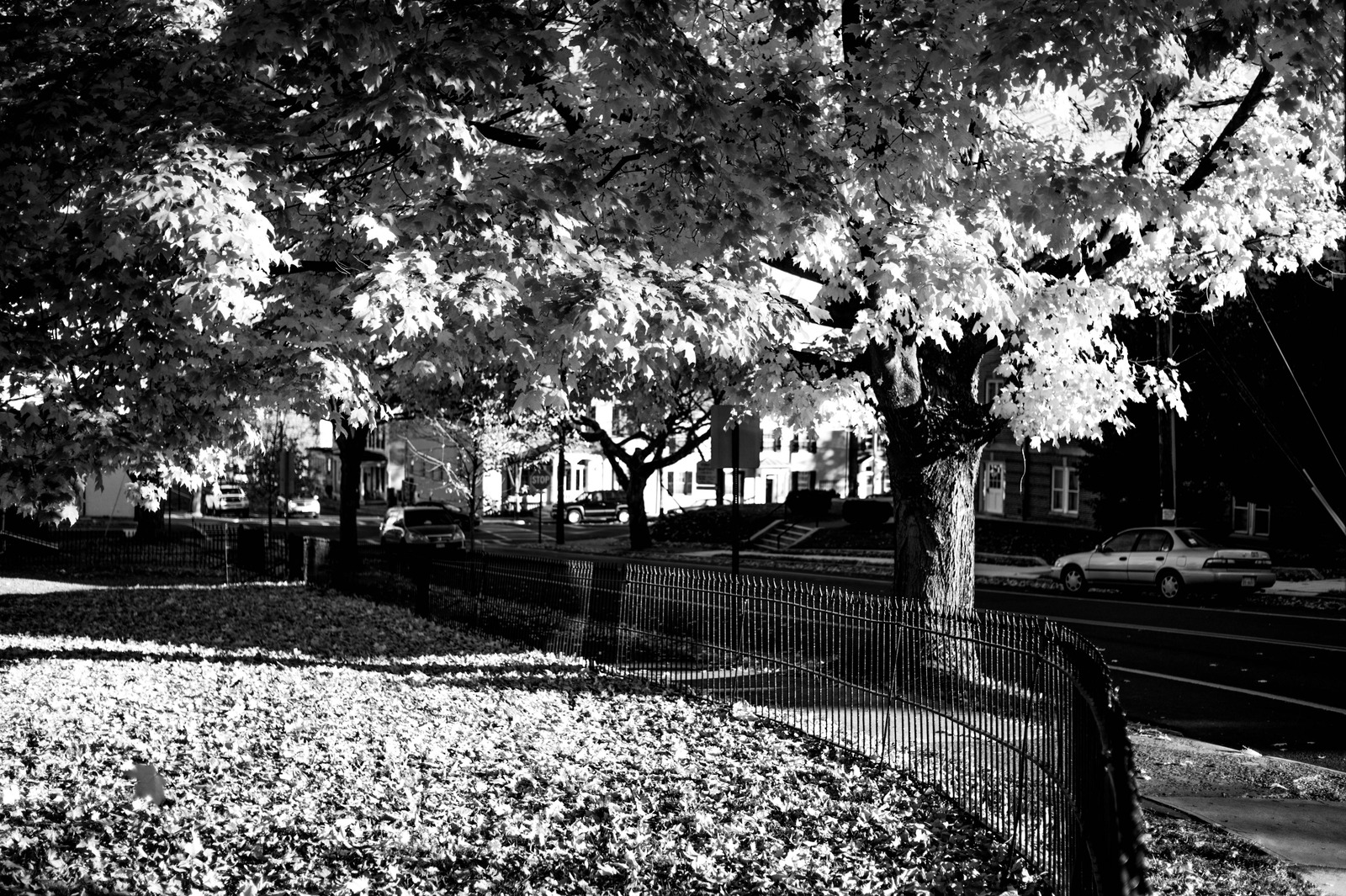 Whispers of Autumn