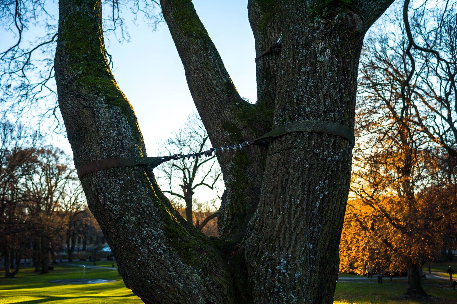 Nature's Resilience