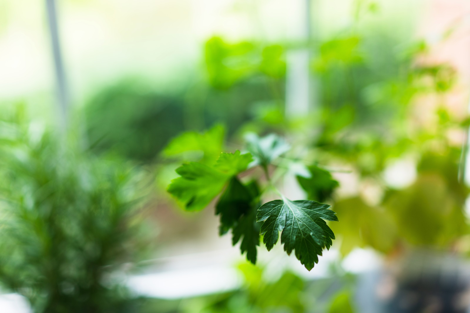 Delicate Greenery