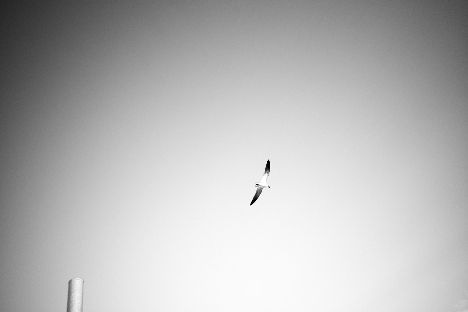 Freedom in Flight