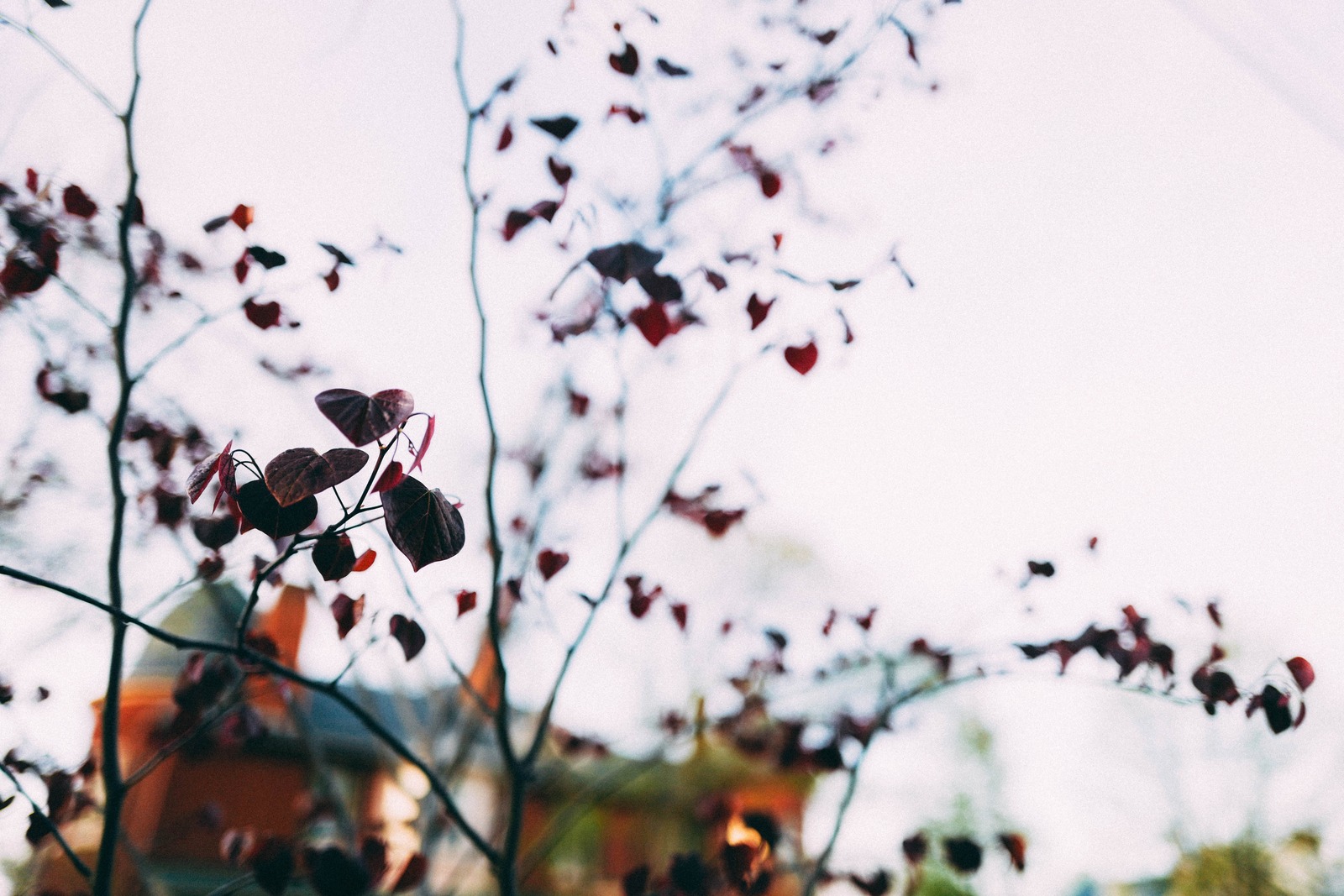 Whispers of Autumn