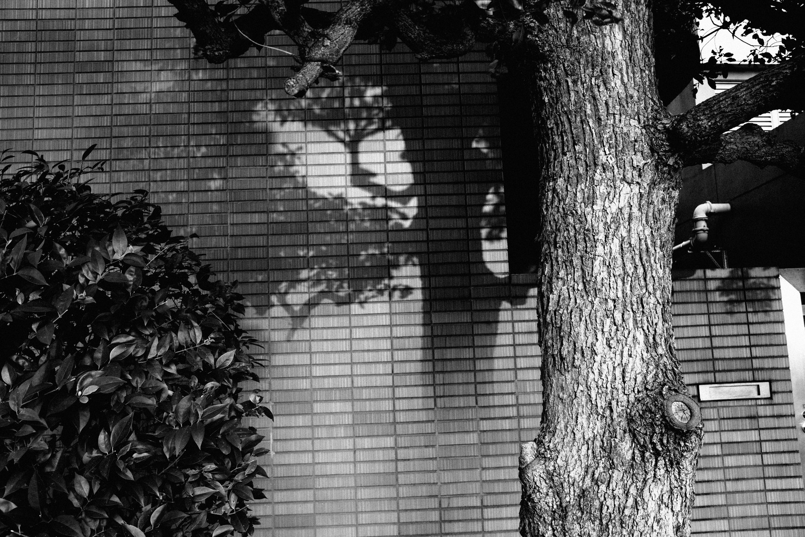 Shadows and Silence