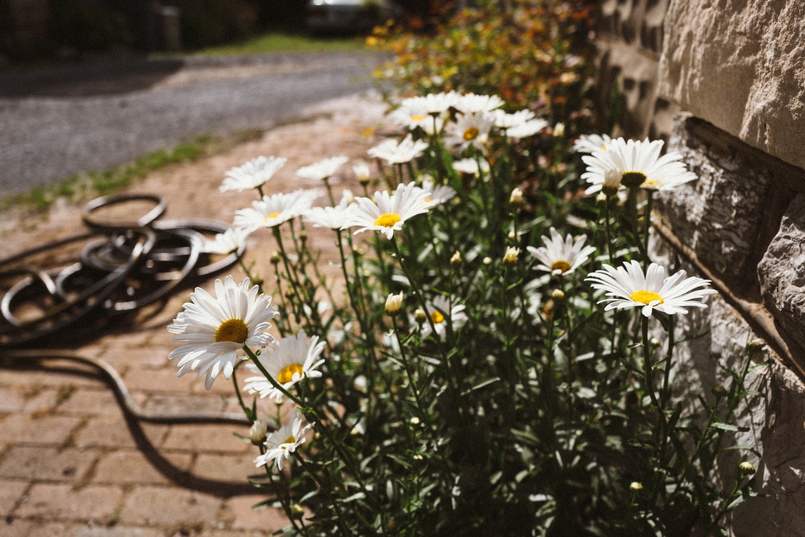 Whispers of Spring