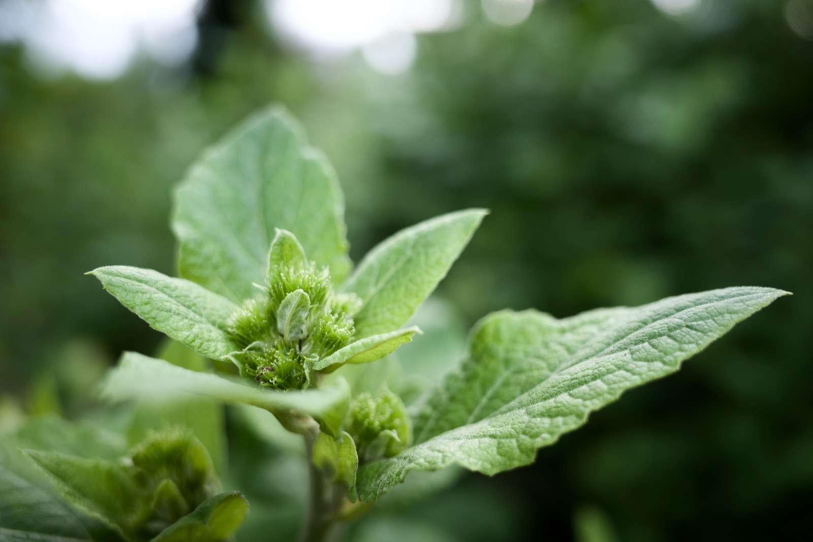 Emerging Greenery