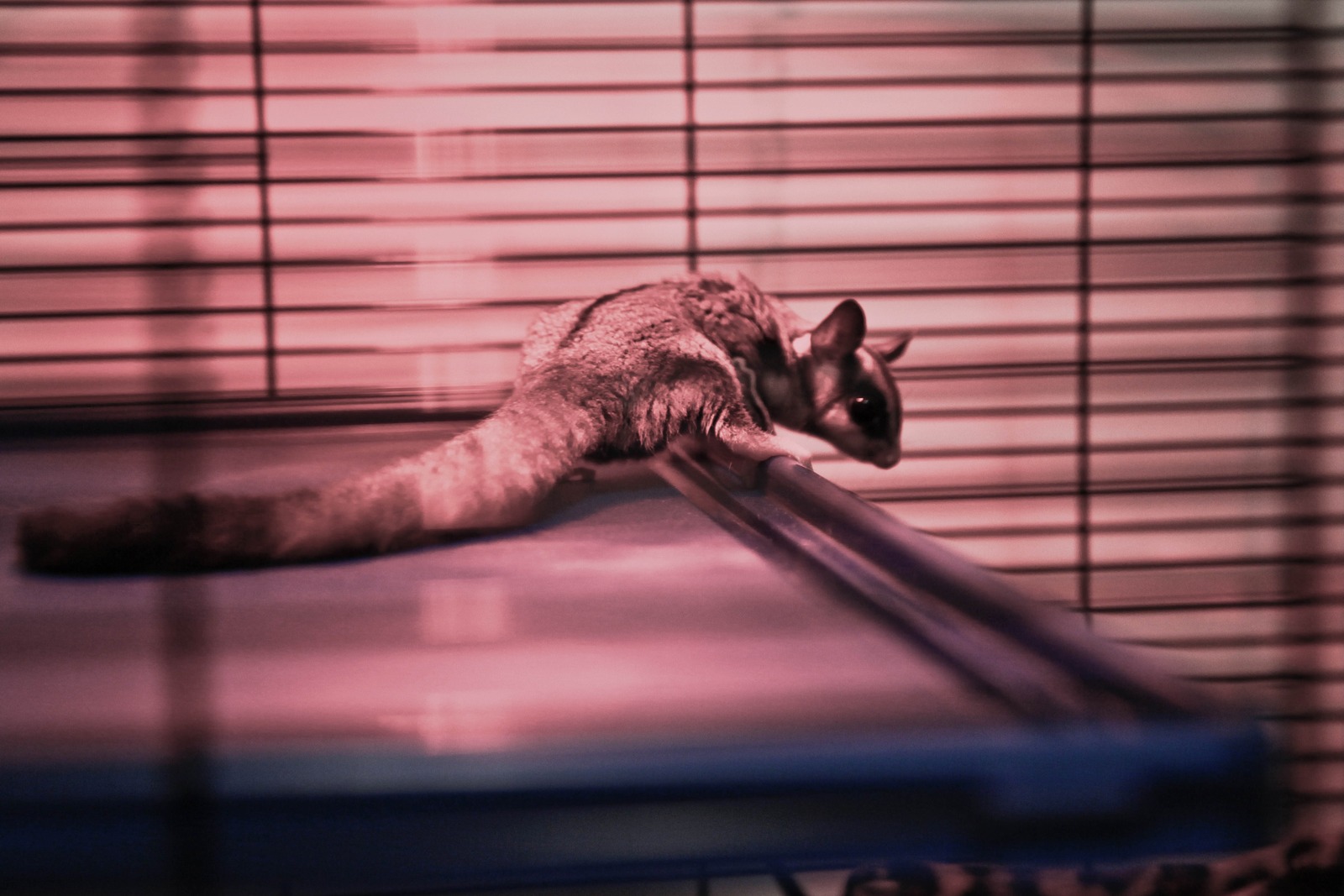 Languid Grace
