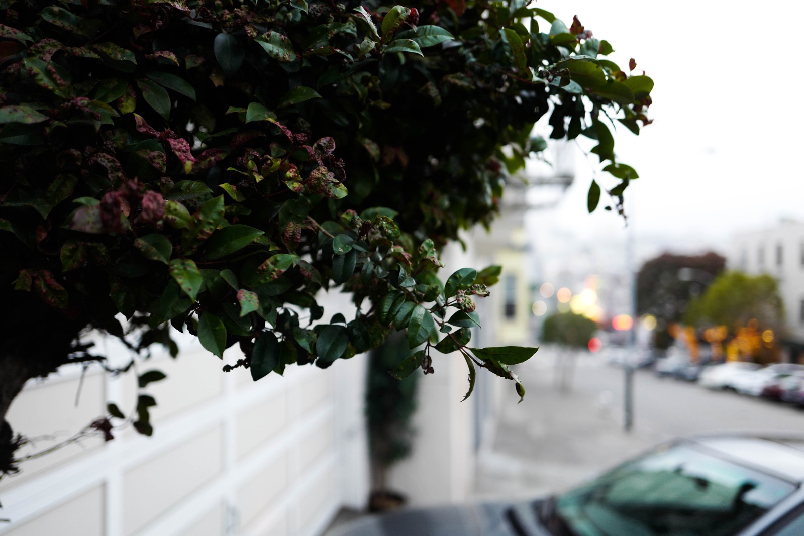 Urban Serenity