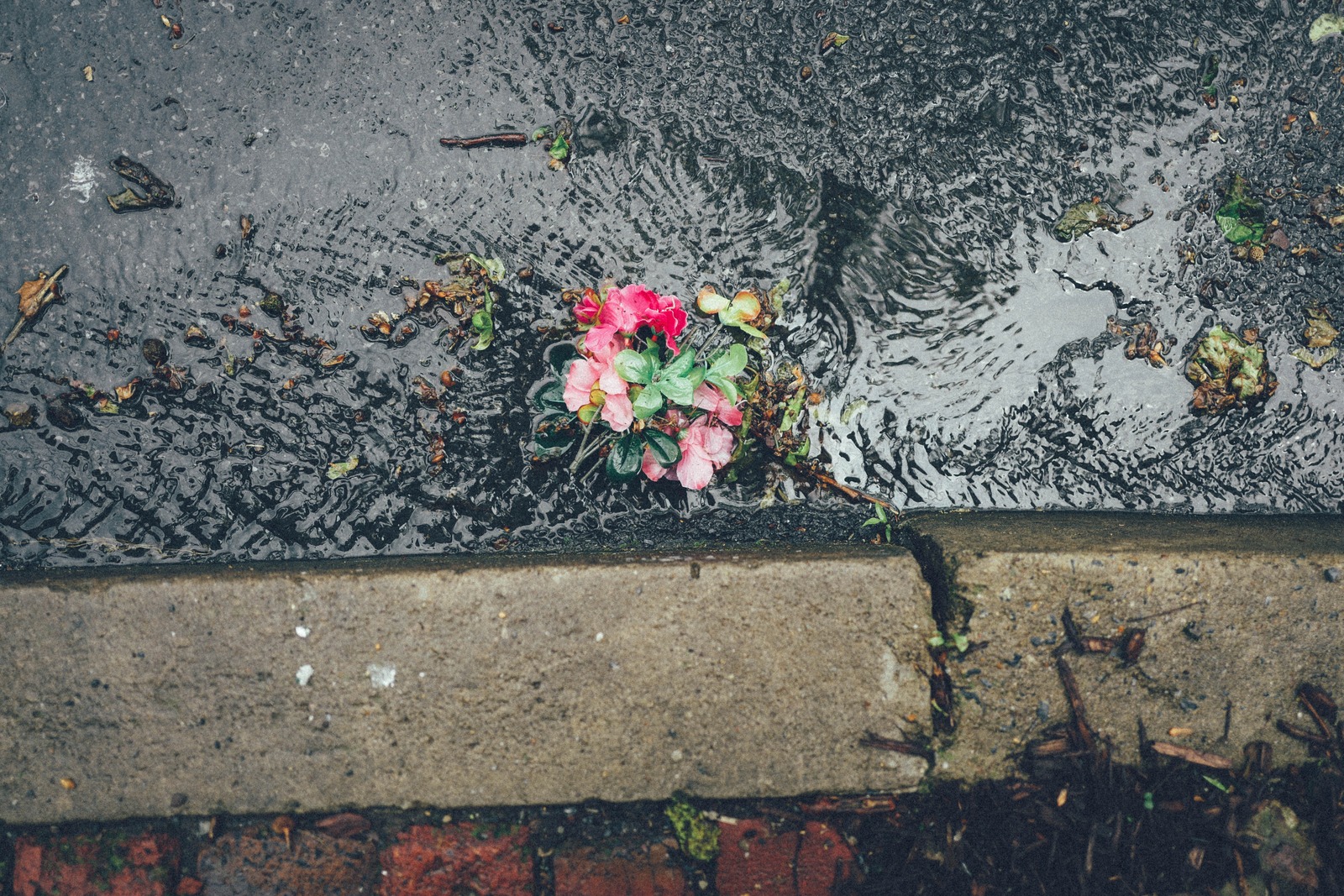 Petals in the Rain