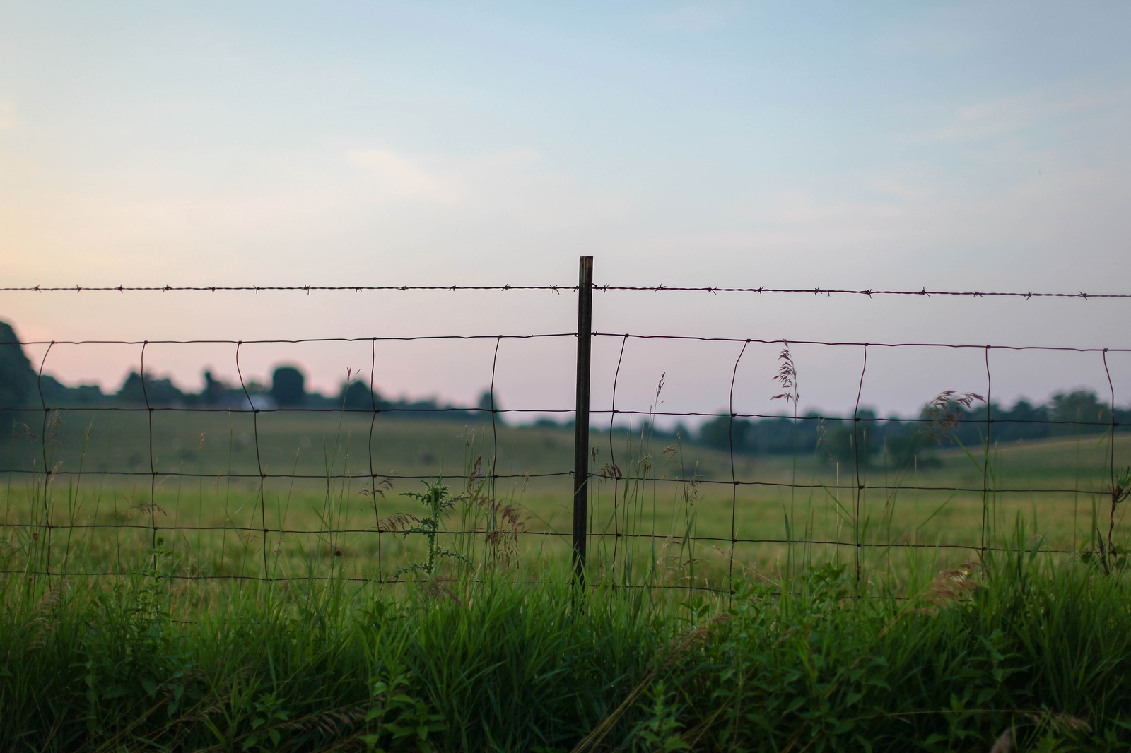 Barbed Serenity