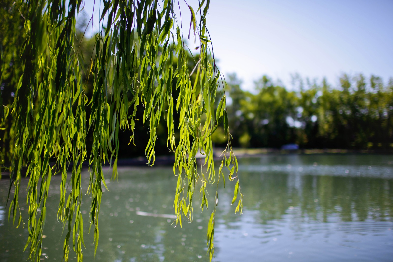 Whispers of Nature