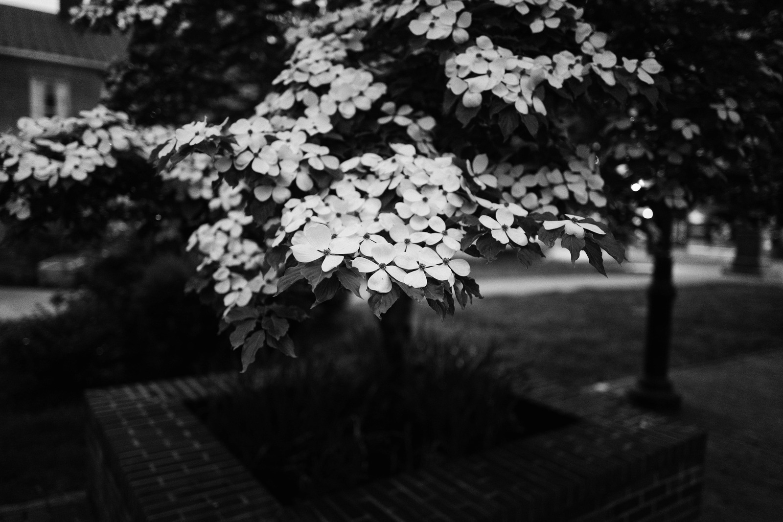 Whispers of Spring