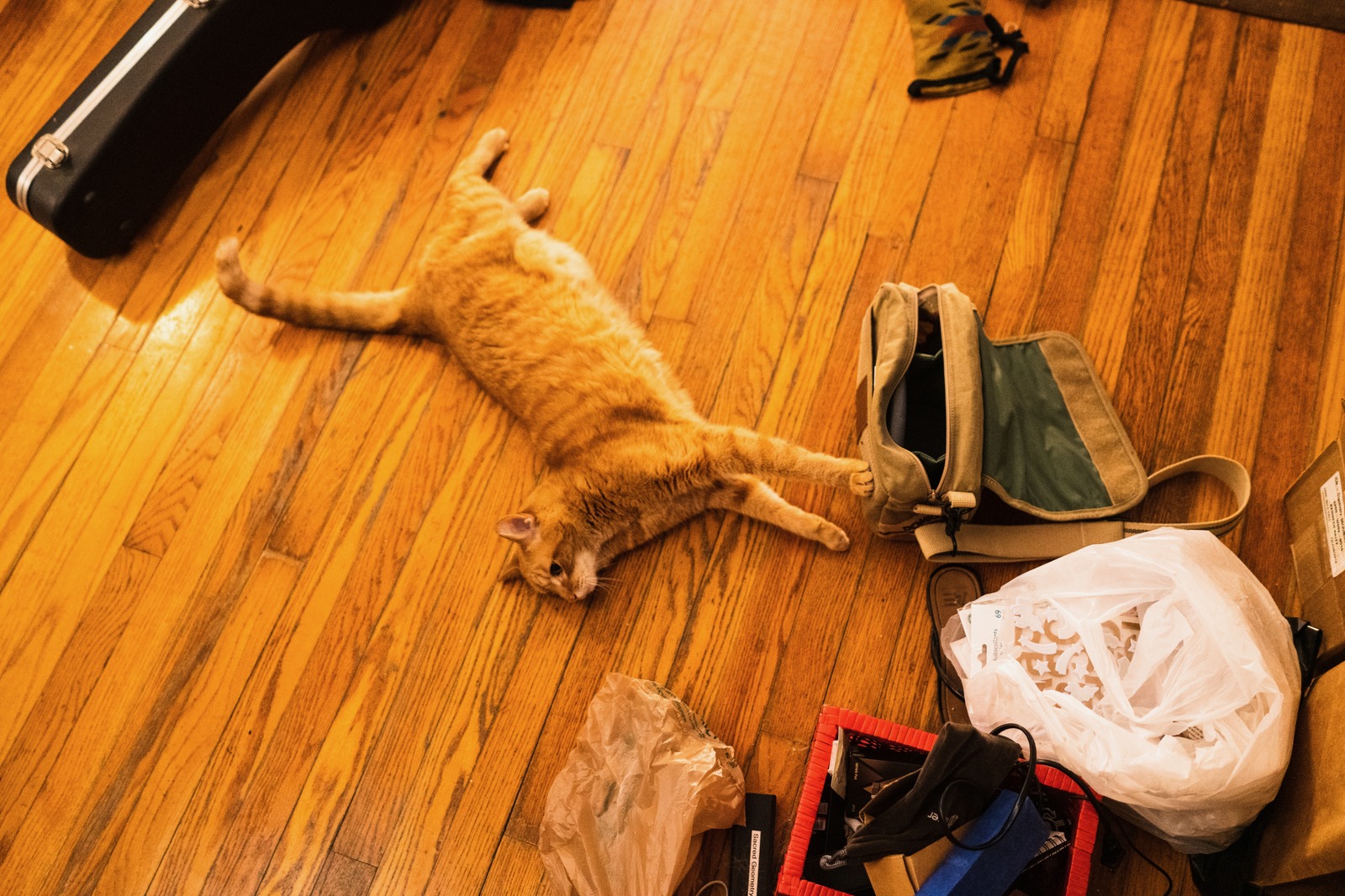 Lazy Afternoon Cat