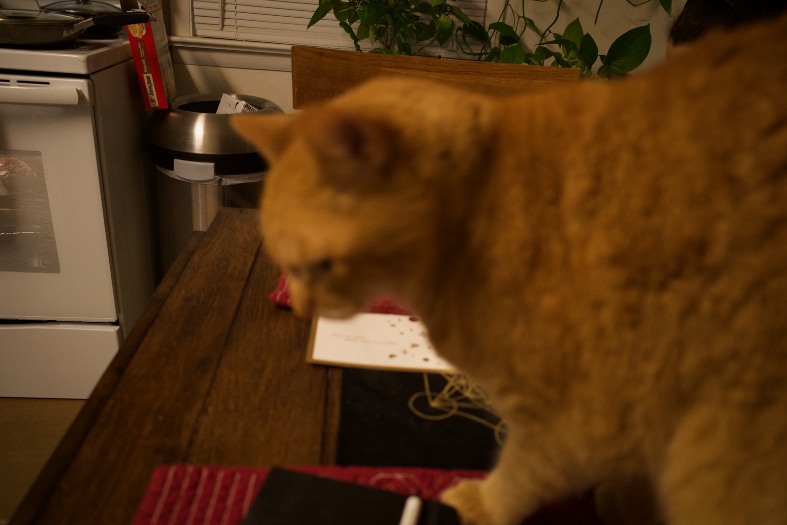 Blurred Mischief