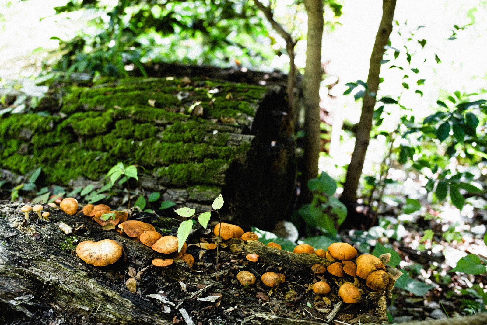 Mushroom Delight