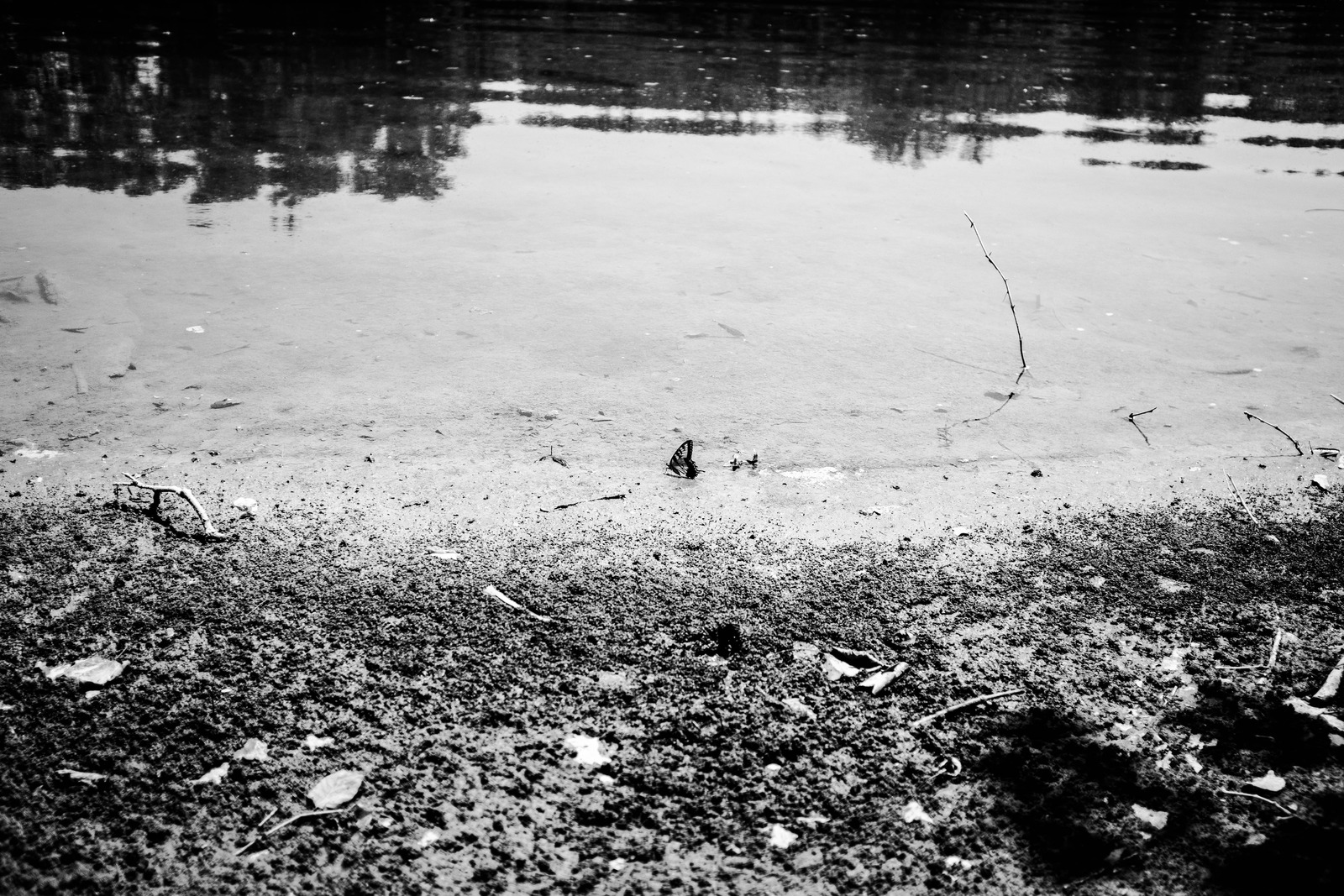 Serene Waterscape
