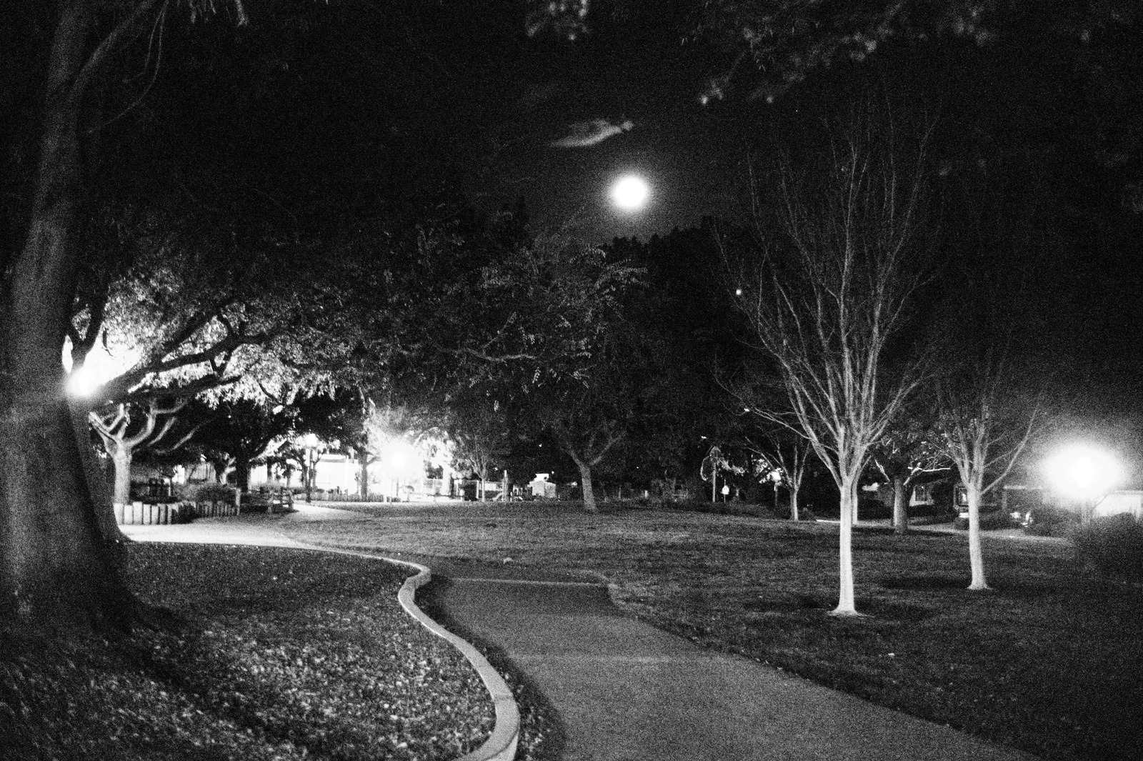 Moonlit Pathway