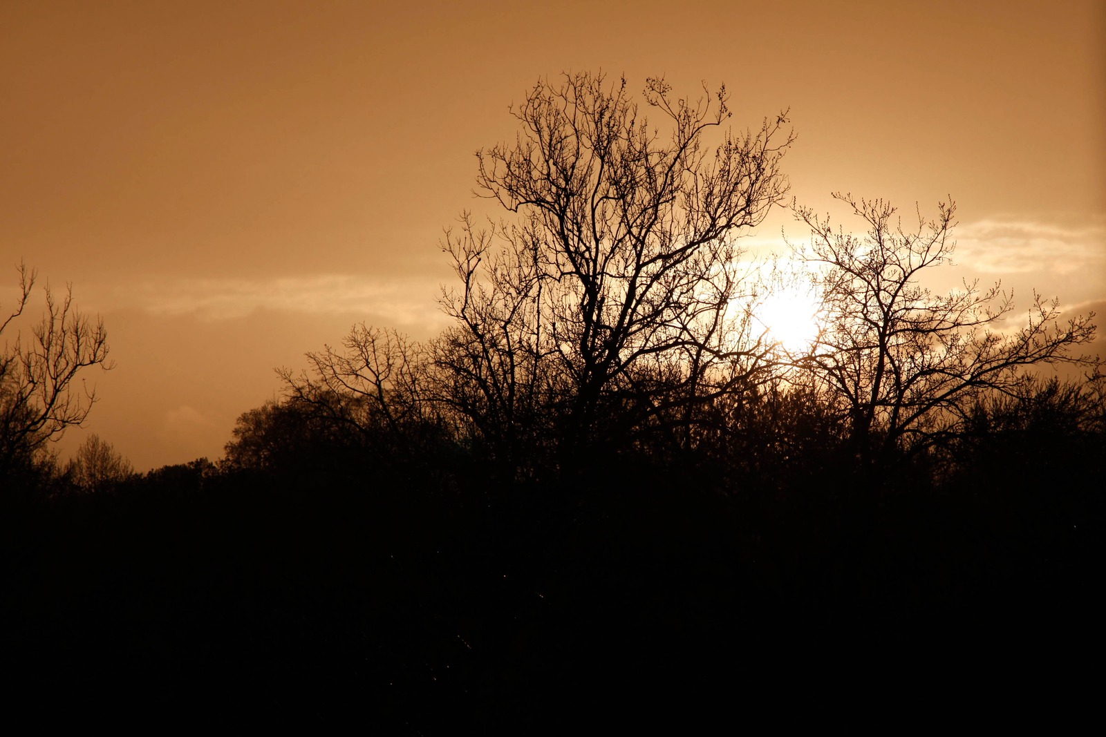 Silhouettes at Dusk