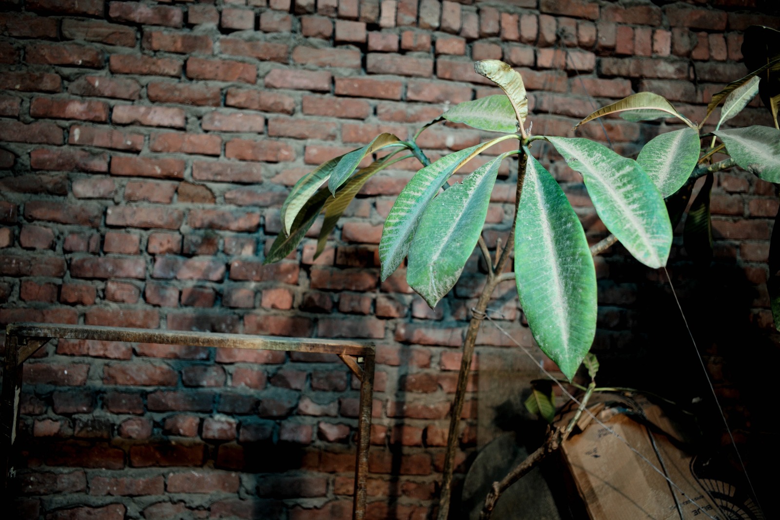 Urban Greenery
