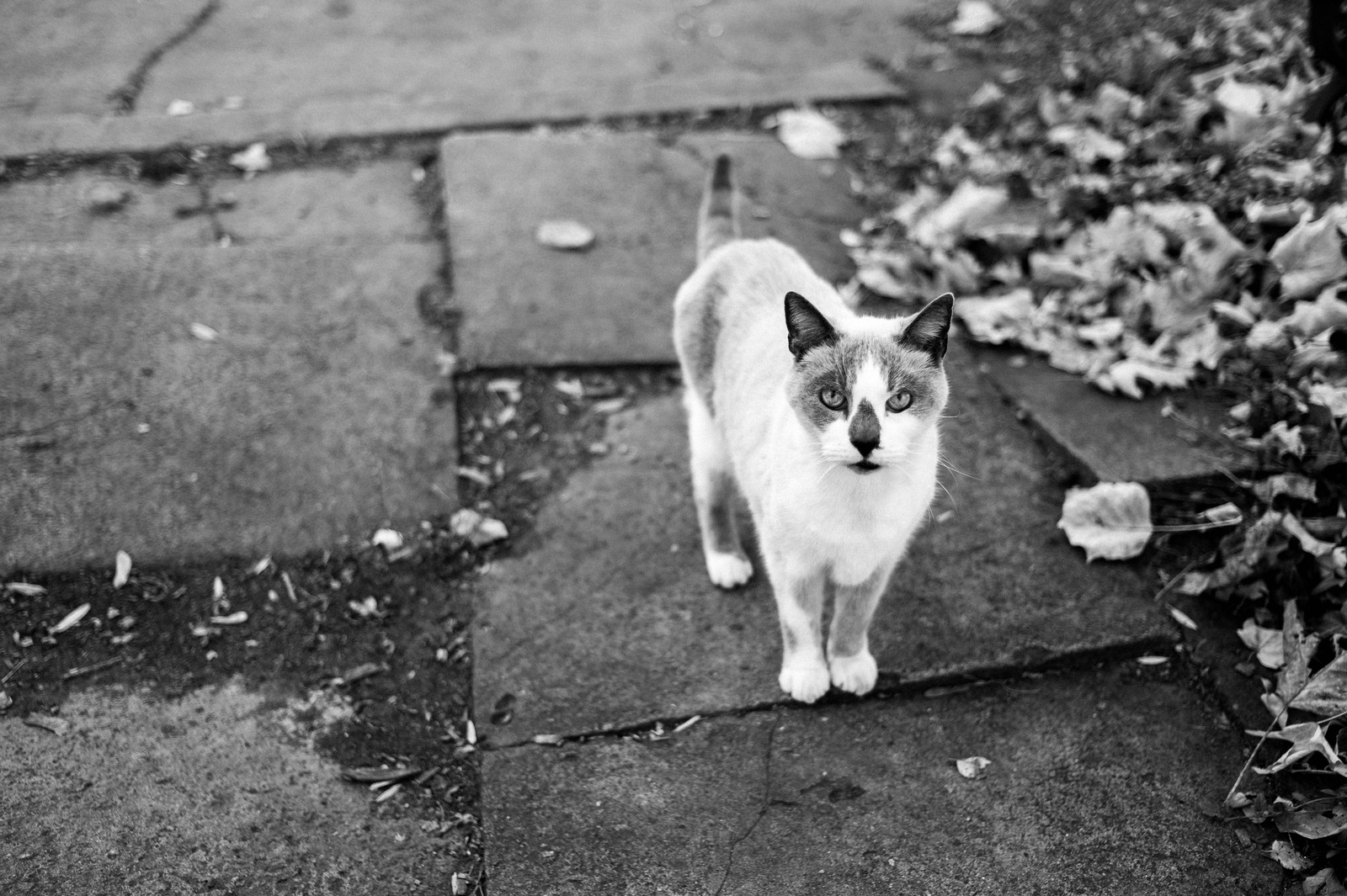 The Watchful Stray