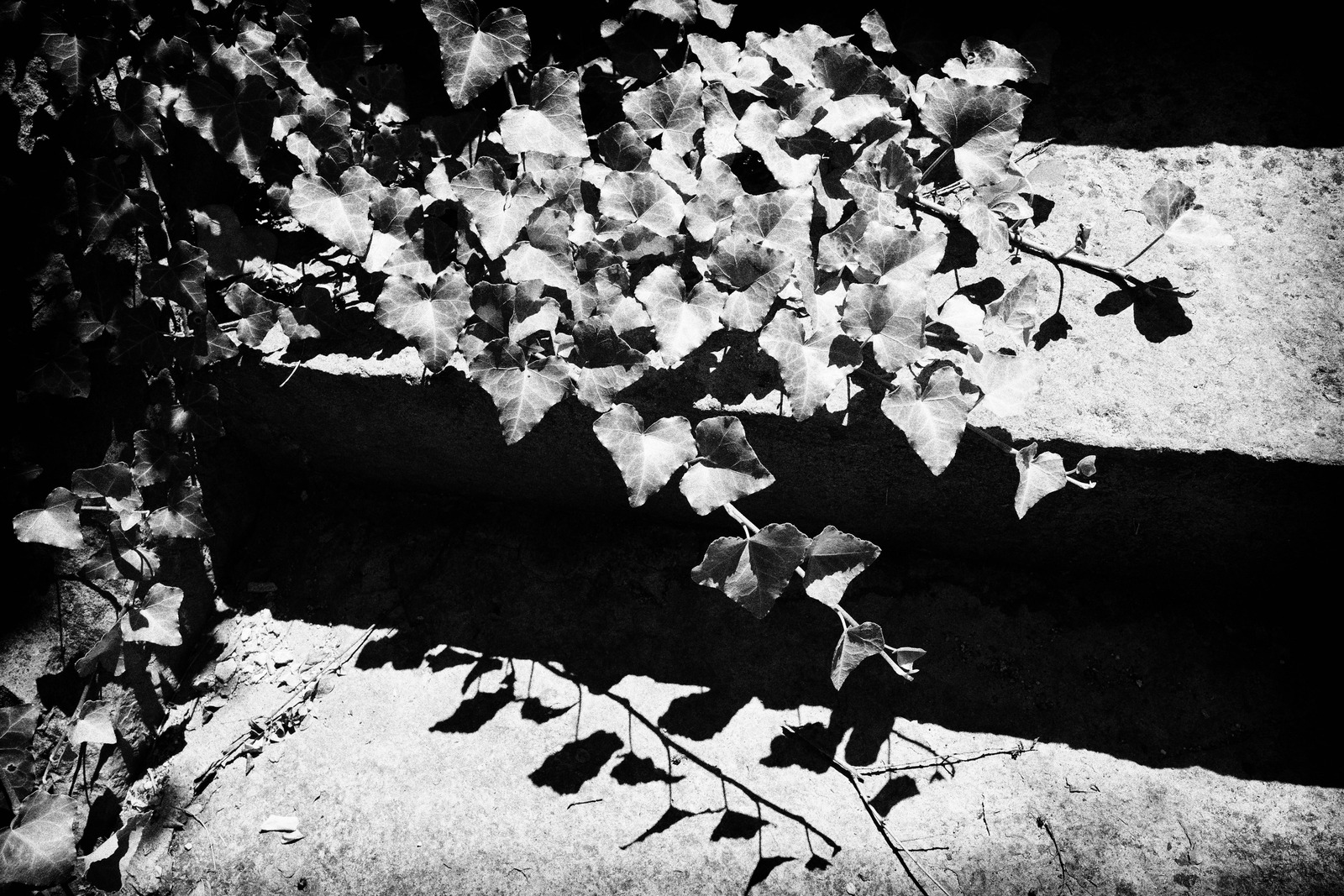 Whispers of Ivy