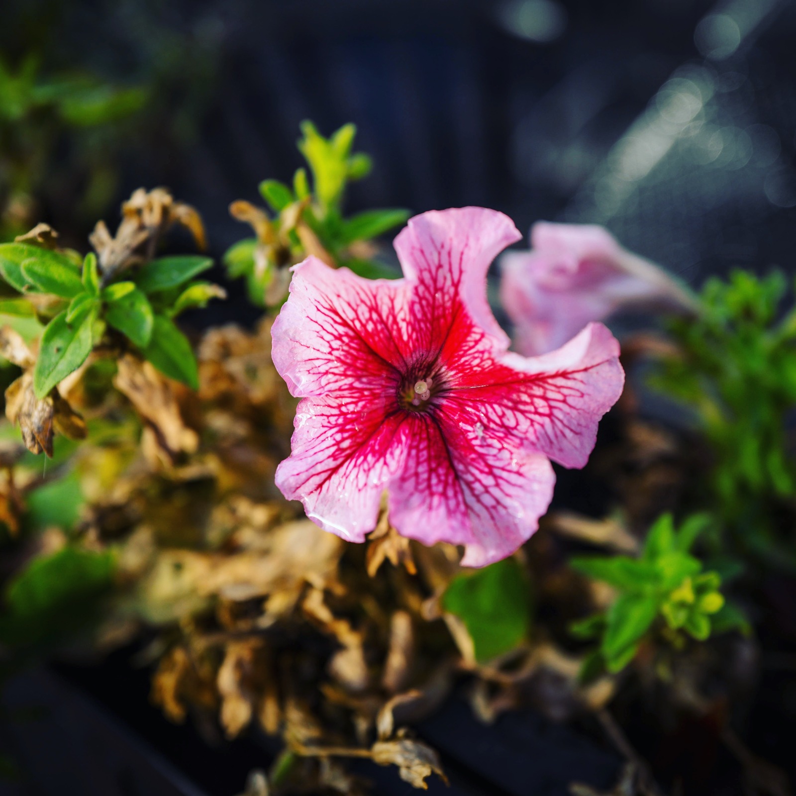 Resilience in Bloom