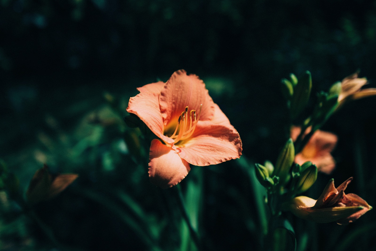 Bloom in Shadows