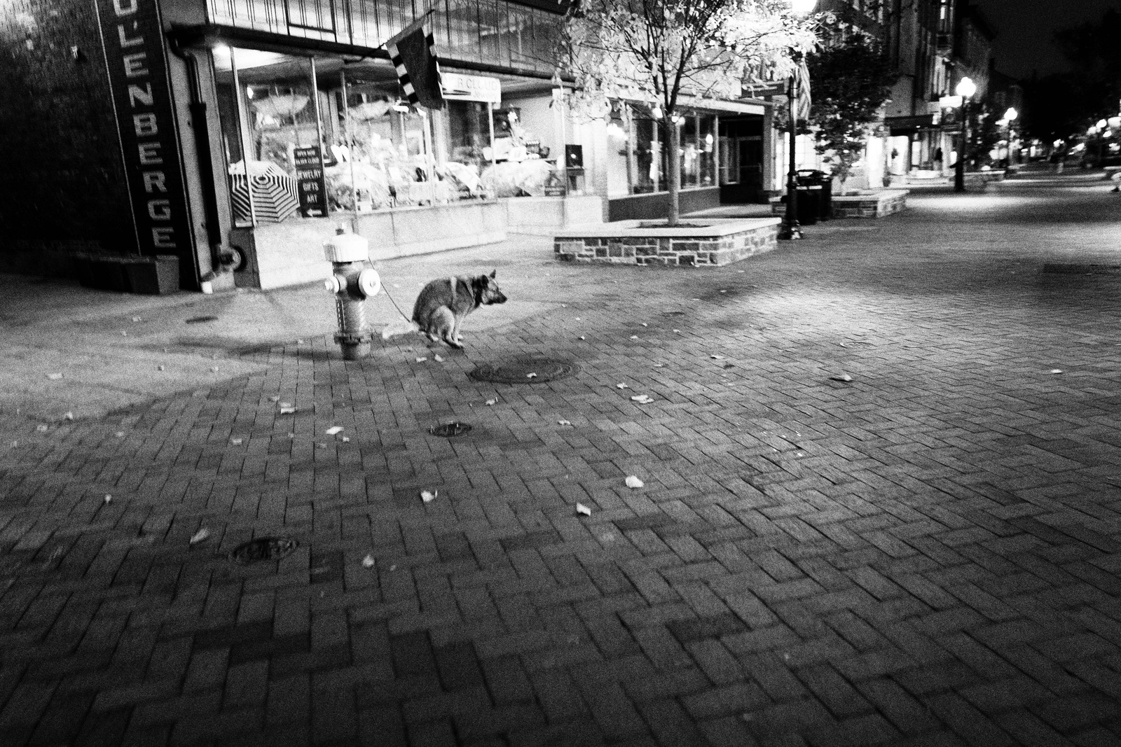 Silent Night Stroll